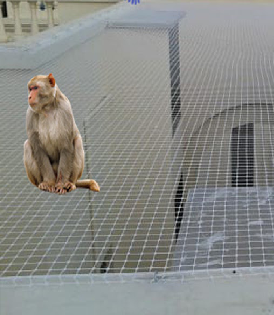 Monkey protection net installation on building