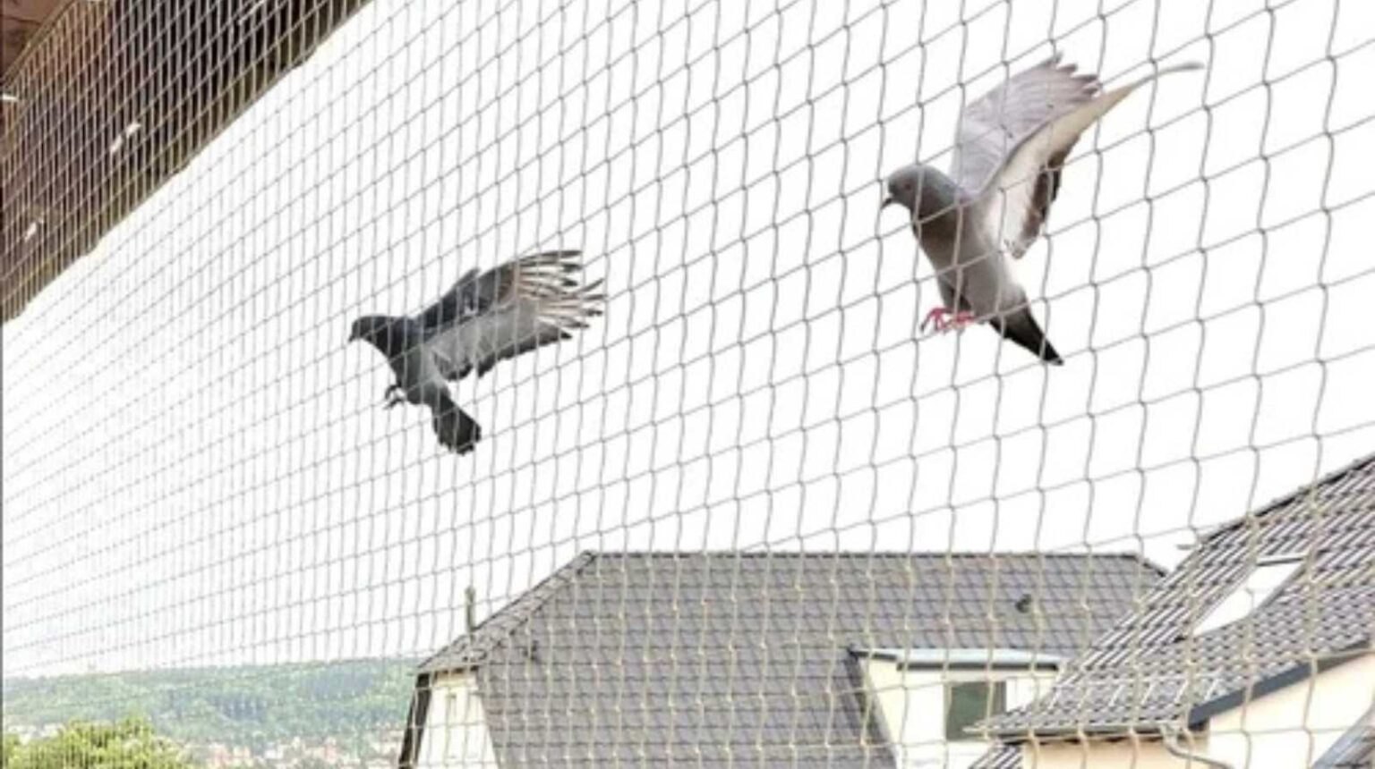 Pigeon protection net installation on building